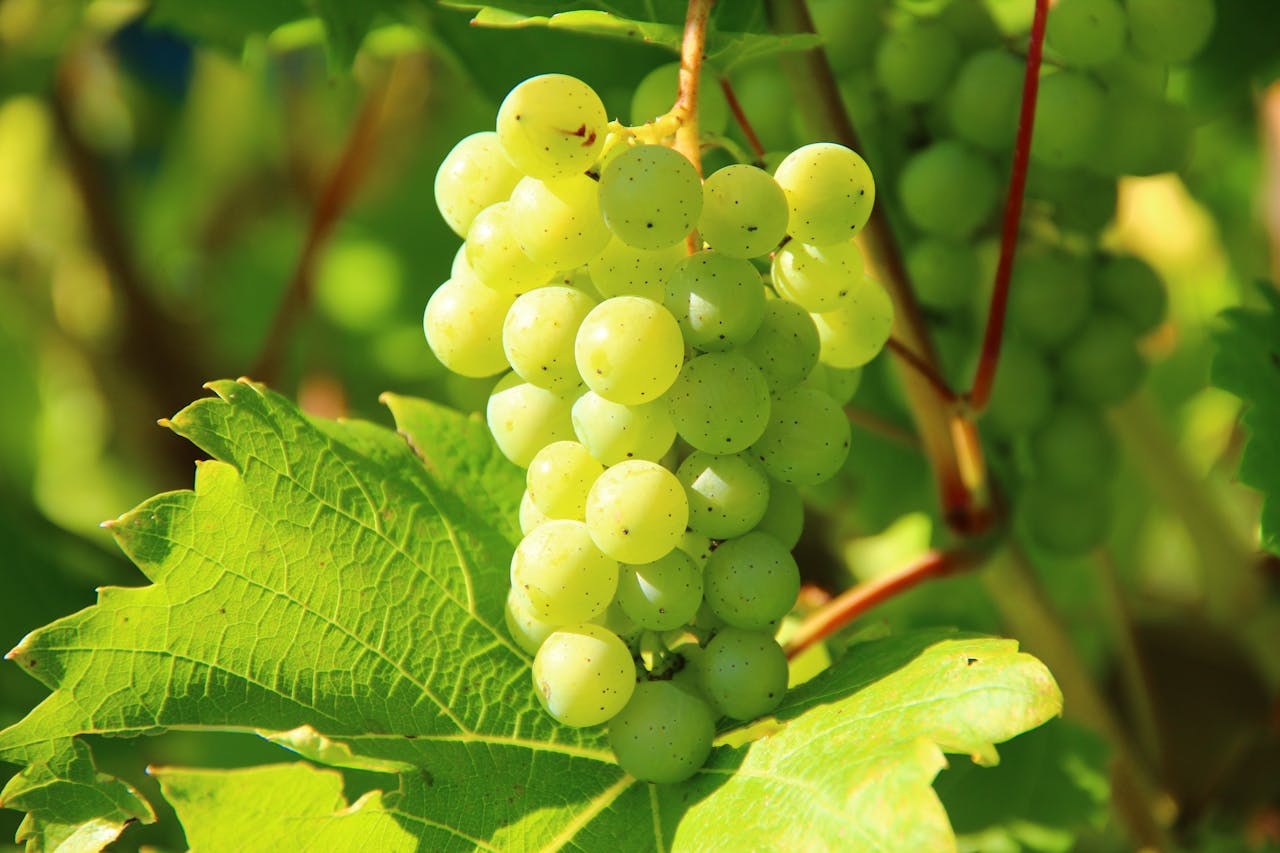 grapes-wine-fruit-vines-60021-60021.jpg